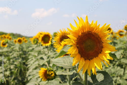 sunflower field in summer  sunflowers close-up