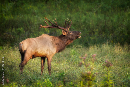 A Bull Elk Bugling in the Morning Sun photo