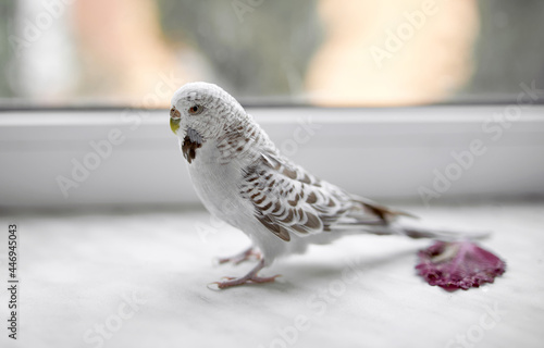 White wavy parrot walks on the windowsill