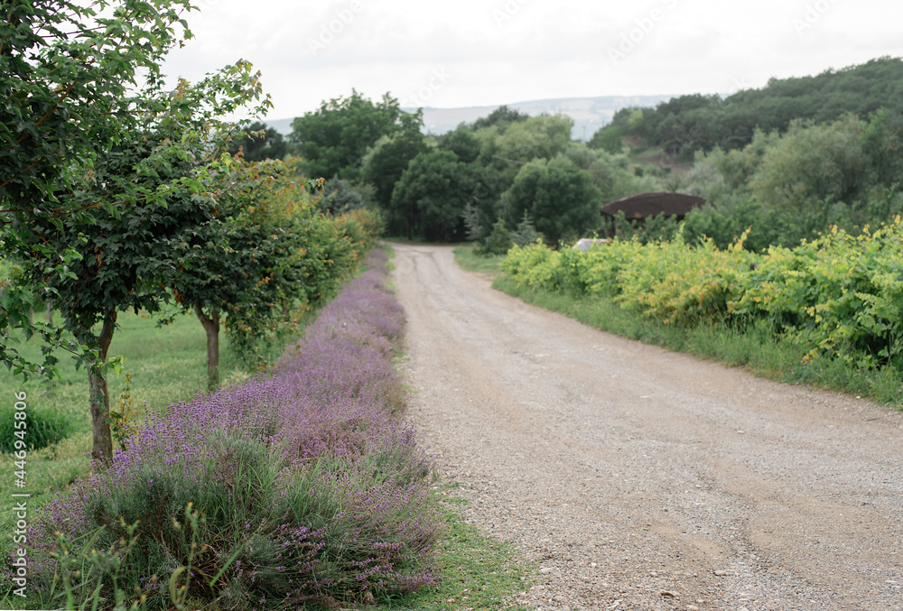 lavender flowers by the road