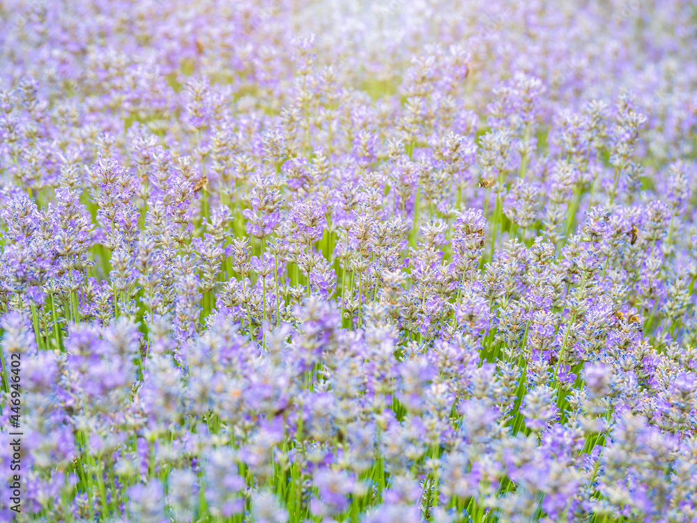 Beautiful lavender field in the summer