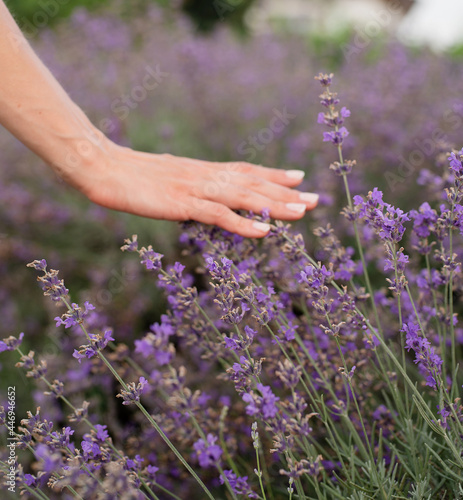 Woman hand touching lavender flowers on lavender field