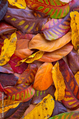Yellow and red autumn leaf texture top view. Fallen foliage decor for seasonal banner template. Back to school or mid-autumn festival background. Red and yellow tree leaf cover flat lay. Leaf texture