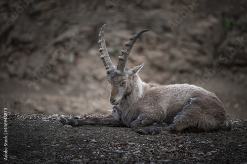 Steinbock