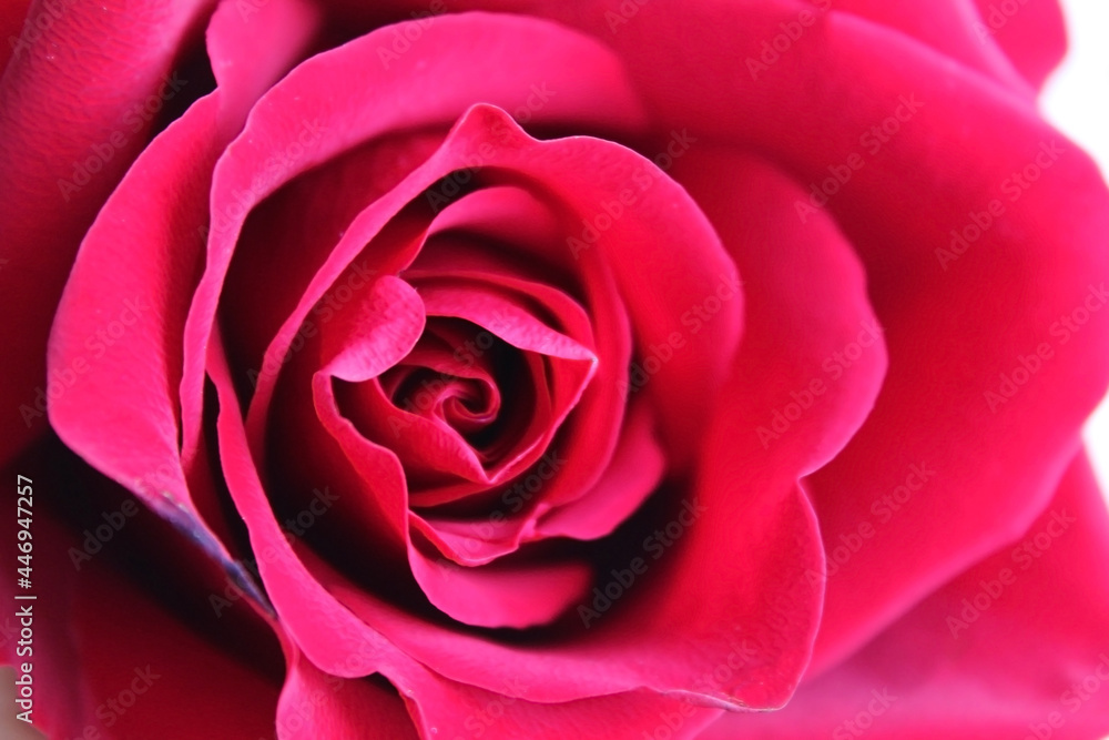 Red rose close-up, Macro Flower Background Photo. Red rose close-up, Macro Flower Background Photo.