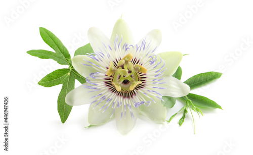 Beautiful blossom of Passiflora plant (passion fruit) with green leaves on white background photo
