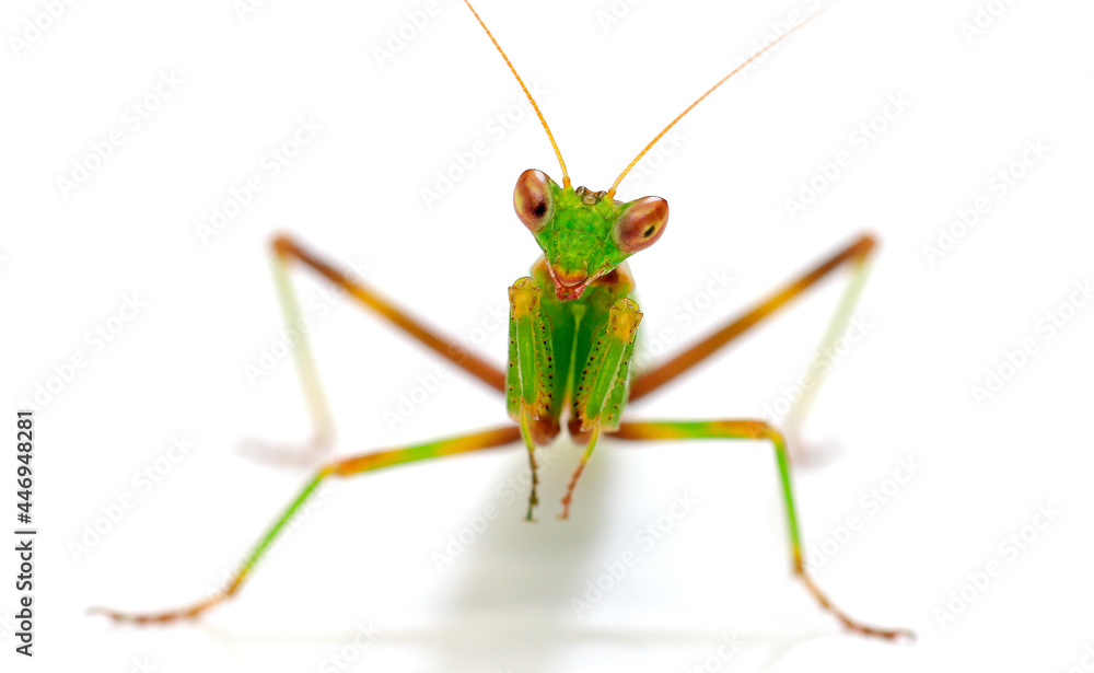 praying mantis close-up, cut out on a white background, macro photography studio shot praying mantis close-up, cut out on a white background, macro photography studio shot