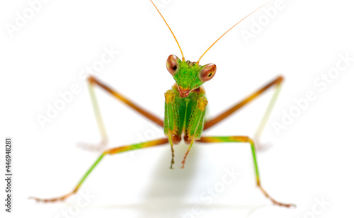 praying mantis close-up, cut out on a white background, macro photography studio shot