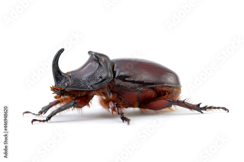 Rhinoceros Beetle close-up, cut out on a white background, macro photography studio shot, side view and copy space