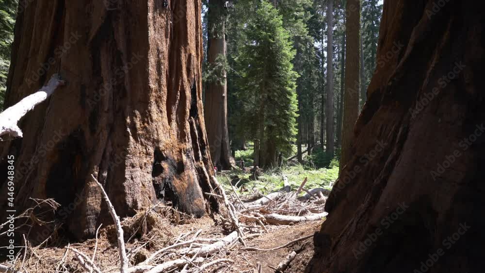 Sequoia Trees In Giant Forest Sequoia National Park Sierra Nevada Mountains California 4 Sequoia Trees In Giant Forest Sequoia National Park Sierra Nevada Mountains California 4