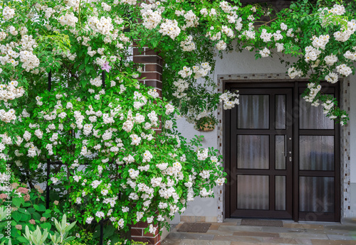Foto Rambler rose bush at a house front door
