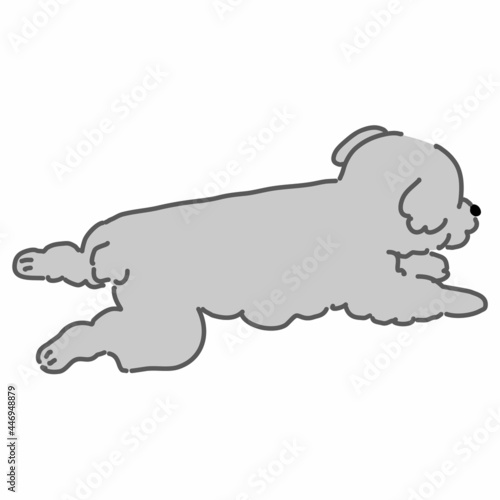 寝そべるプードル　灰色