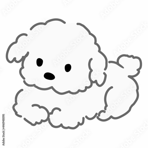 座るプードル　白色