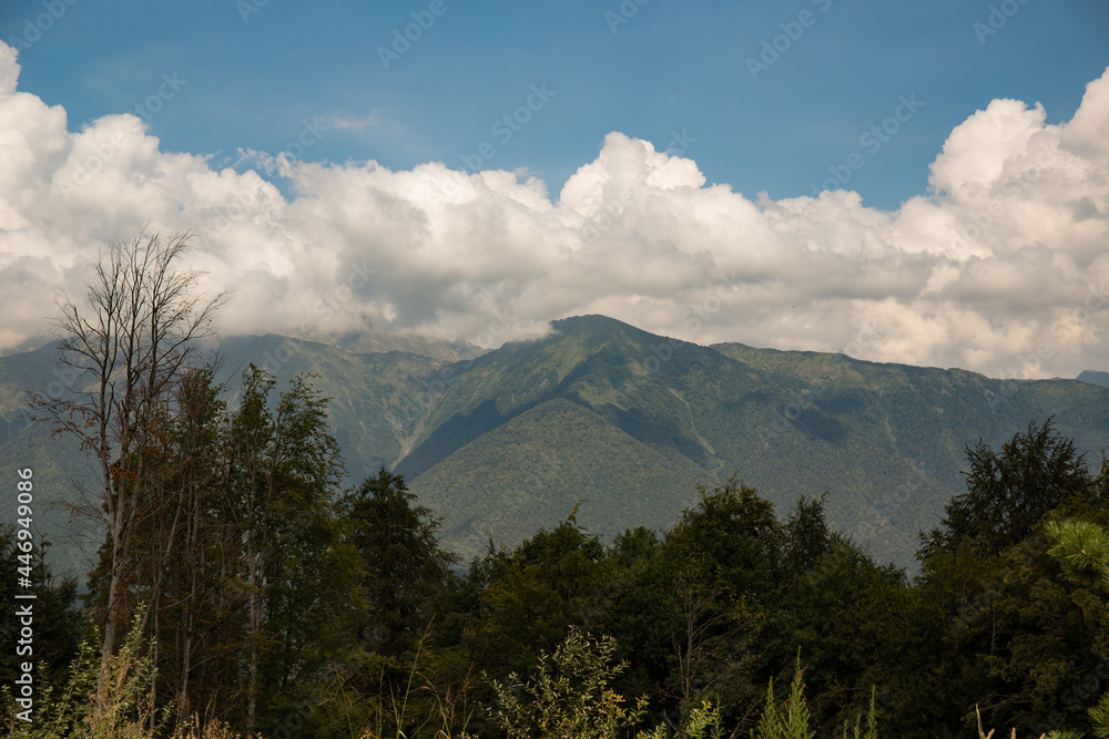 the top of the mountain is covered with a dense forest in summer