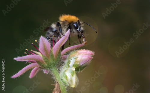 Hummel auf einer Blüte