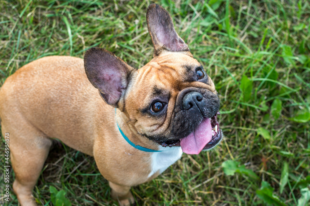 French Bulldog sits on green grass with his tongue out