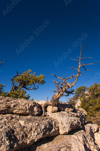 Dead tree near Bright Angel Point on the North Rim of the Grand Canyon.