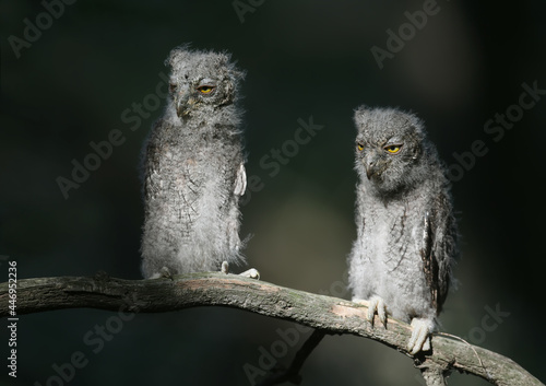 Eurasian scops owl chicks are photographed individually and together. Birds sit on a dry branch of a tree against a blurred background in the rays of the soft evening sun.
