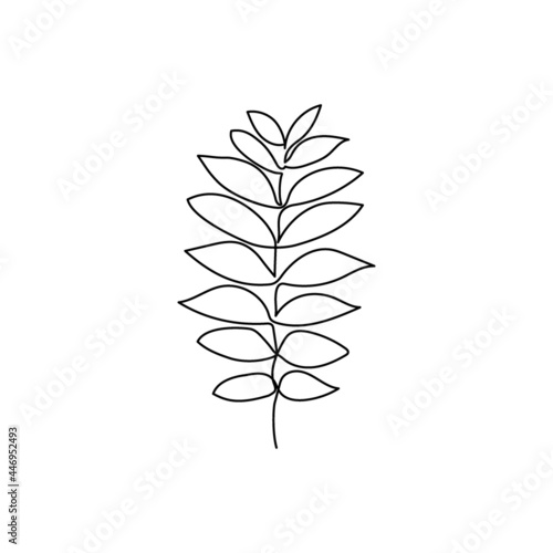 Ficus benjamin continuous line drawing. One line art of leaves, herb, plants, ash tree, zamioculcas leaves.