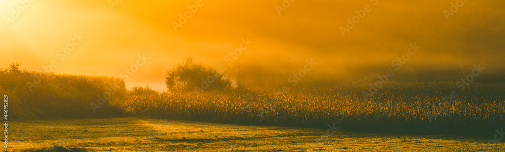 Obraz premium amazing panorama of golden corn fields in autumn sunrise