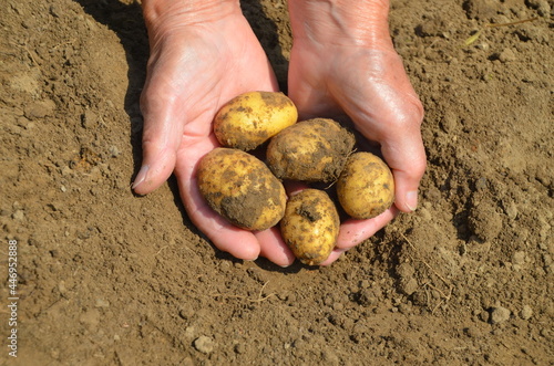 Kartoffeln