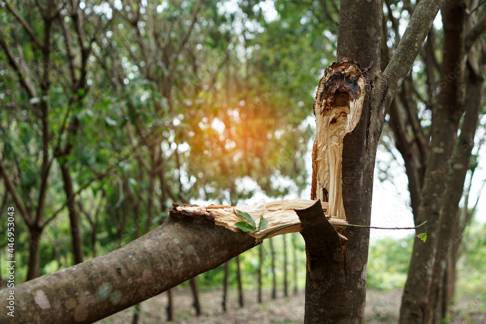 Concept : Natural disaster. Storm damage. Broken tree stem from heavy summer storm in Thailand. Agriculture problem that made farmers sad because they take time to grow tree many years.     
