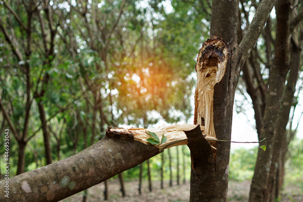 Concept : Natural disaster. Storm damage. Broken tree stem from heavy summer storm in Thailand. Agriculture problem that made farmers sad because they take time to grow tree many years. Concept : Natural disaster. Storm damage. Broken tree stem from heavy summer storm in Thailand. Agriculture problem that made farmers sad because they take time to grow tree many years.