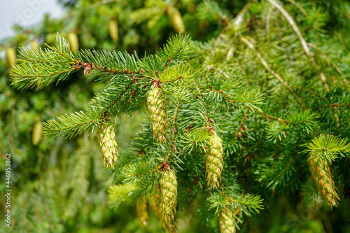 Close up of larch pine cones in a larch tree 