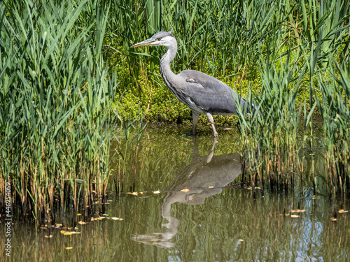 Grey Heron Hunting by a Reed Bank in a Lake