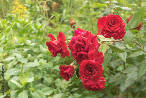Closeup of red roses in the garden