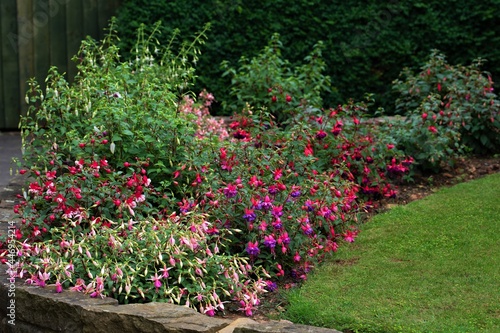 Slika na platnu Hardy fuchsia bed coming into full bloom, in July, 2021.