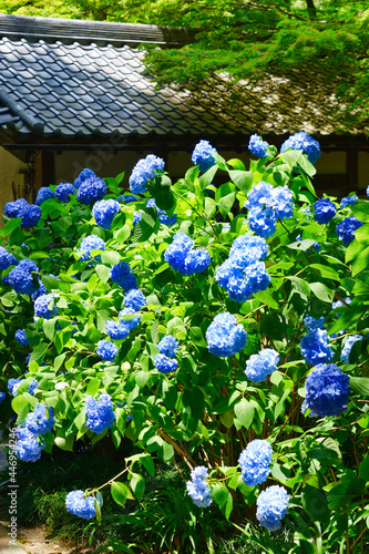 鎌倉 明月院の美しいあじさい （神奈川県鎌倉市） Beautiful hydrangeas of Meigetsuin Temple (Meigetsu-in Temple,The Hydrangeas Temple) in Kamakura, Japan（Kamakura City, Kanagawa Prefecture,Japan) photo