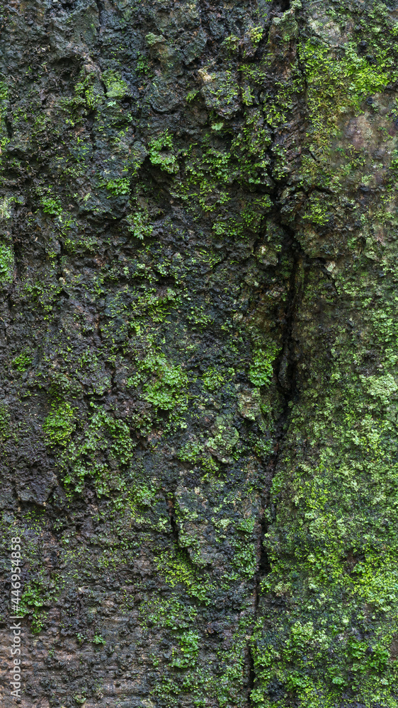 seamless outermost layer of tree bark with moss texture background, closeup view of natural wallpaper, abstract or backdrop for designing seamless outermost layer of tree bark with moss texture background, closeup view of natural wallpaper, abstract or backdrop for designing