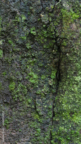 seamless outermost layer of tree bark with moss texture background, closeup view of natural wallpaper, abstract or backdrop for designing