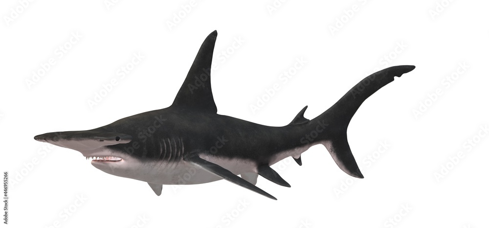 Obraz premium Large hammerhead fish on a white background