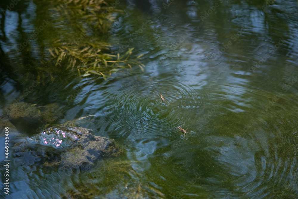 Obraz premium Water strider