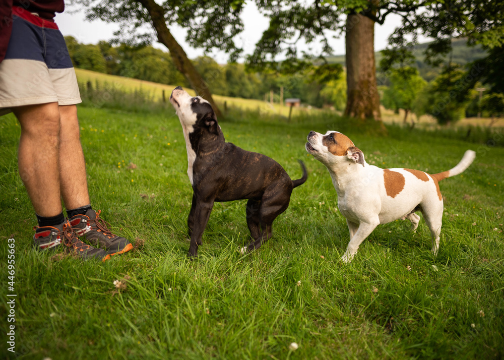 Two little dogs American Stanford playing with each other in the middle of nature with his owner.