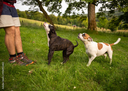 Obraz na płótnie Two little dogs American Stanford playing with each other in the middle of nature with his owner. w salonie
