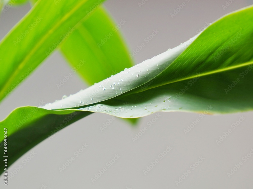 Close up of a branch in the rain Close up of a branch in the rain
