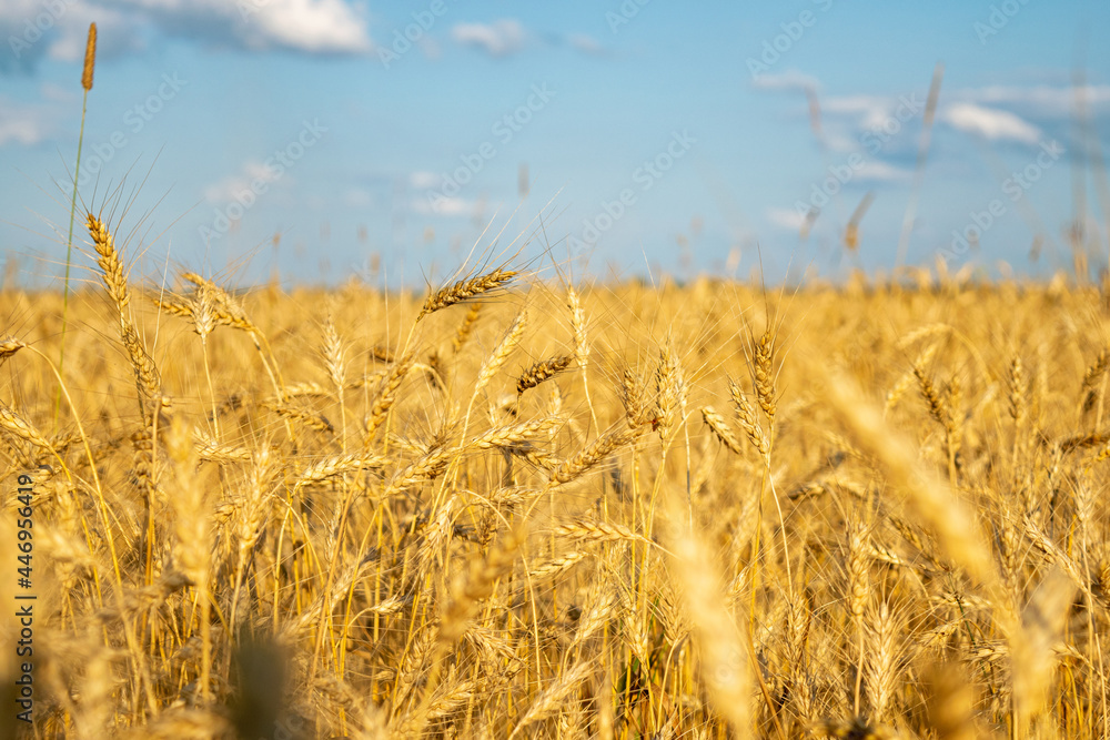 Obraz premium golden wheat field