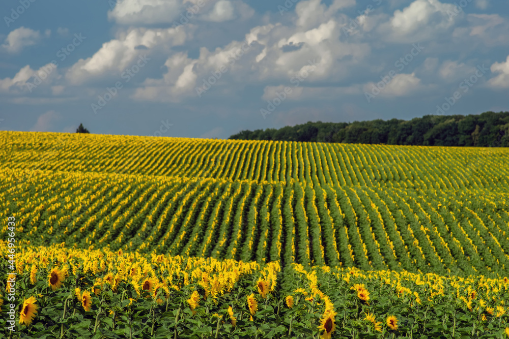 Rows of sunflowers on the field. Agriculture landscape. Selective focus.