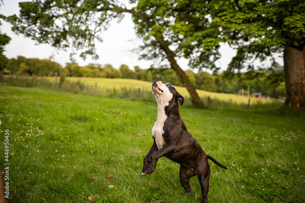 Two little dogs American Stanford playing with each other in the middle of nature with his owner.