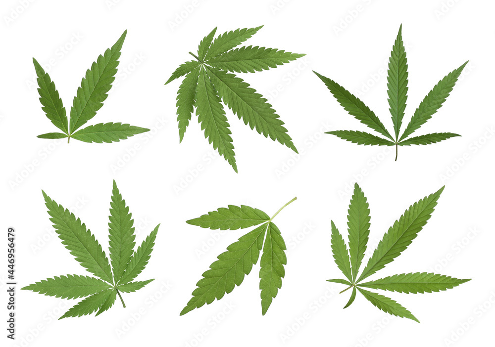 Set with green hemp leaves on white background Set with green hemp leaves on white background