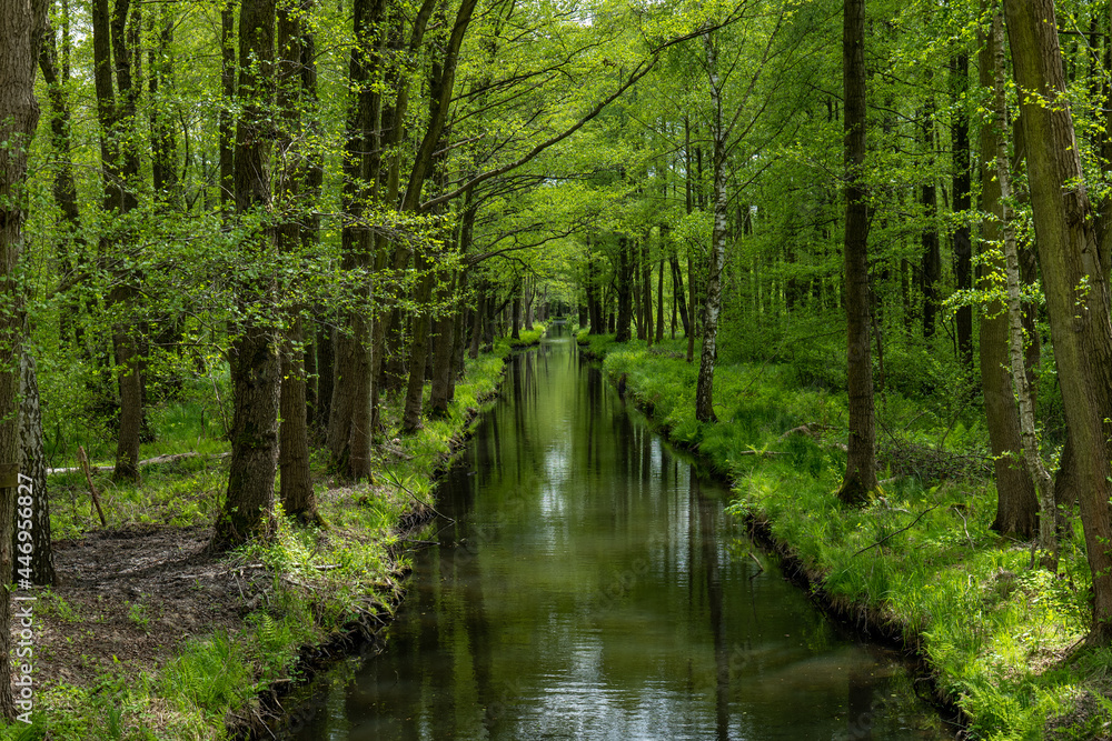 Obraz premium Spreewald