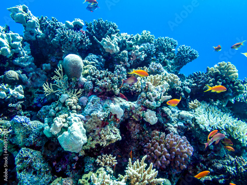 Beautiful fish on the reefs of the Red Sea