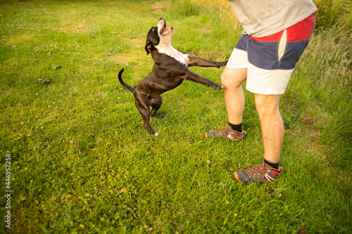 Two little dogs American Stanford playing with each other in the middle of nature with his owner.