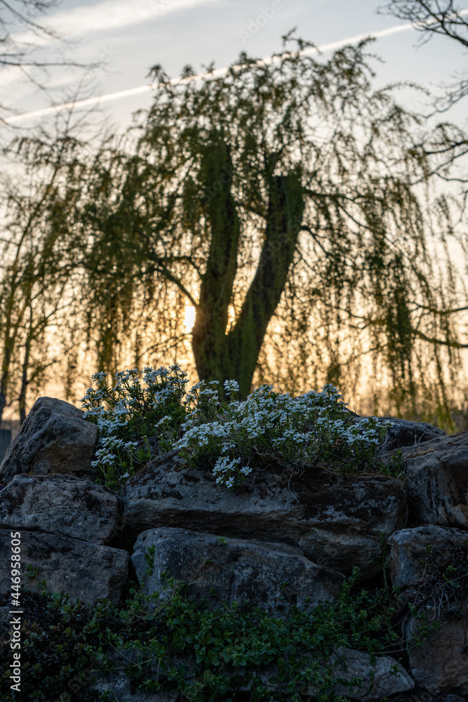 Baum, Sonnenuntergang