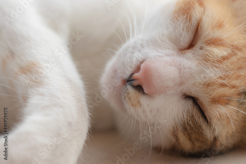 Close-up photo of a cat taking a nap during the day after eating.