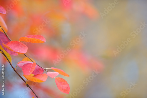 Saskatoon (Amelanchier alnifolia) branch with colorful autumn leaves against defocused background. Selective focus and shallow depth of field.
