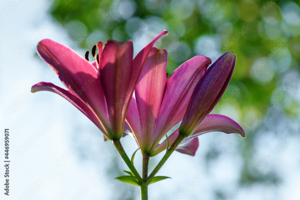 Fototapeta premium Pink lily flower in the garden. Spring and summer background